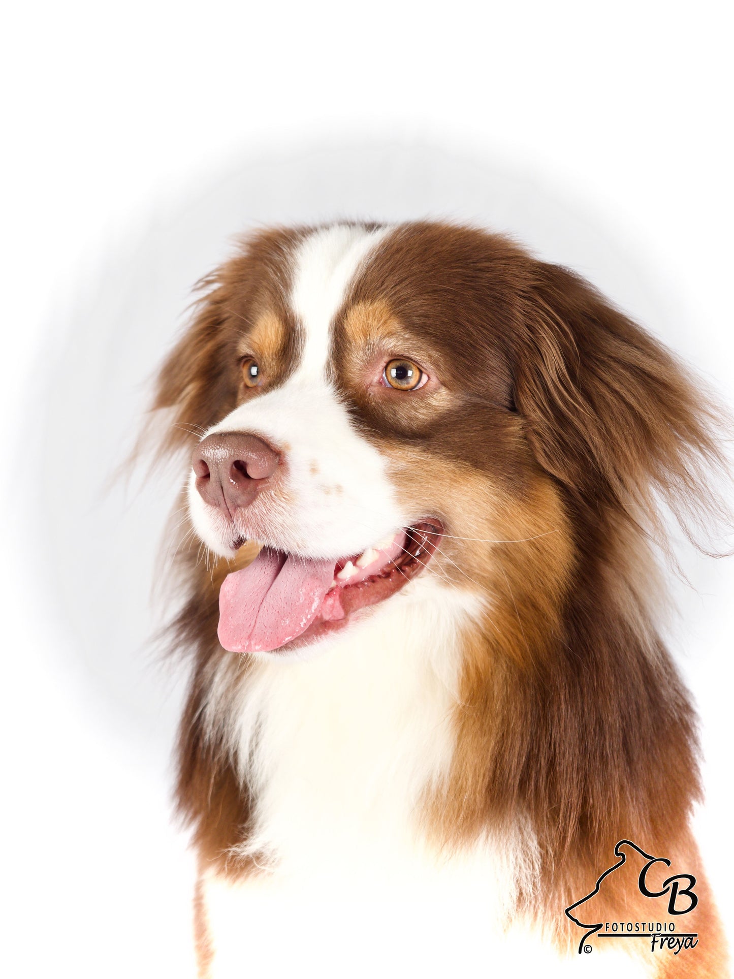 Plexiglas met silhouet van eigen hond