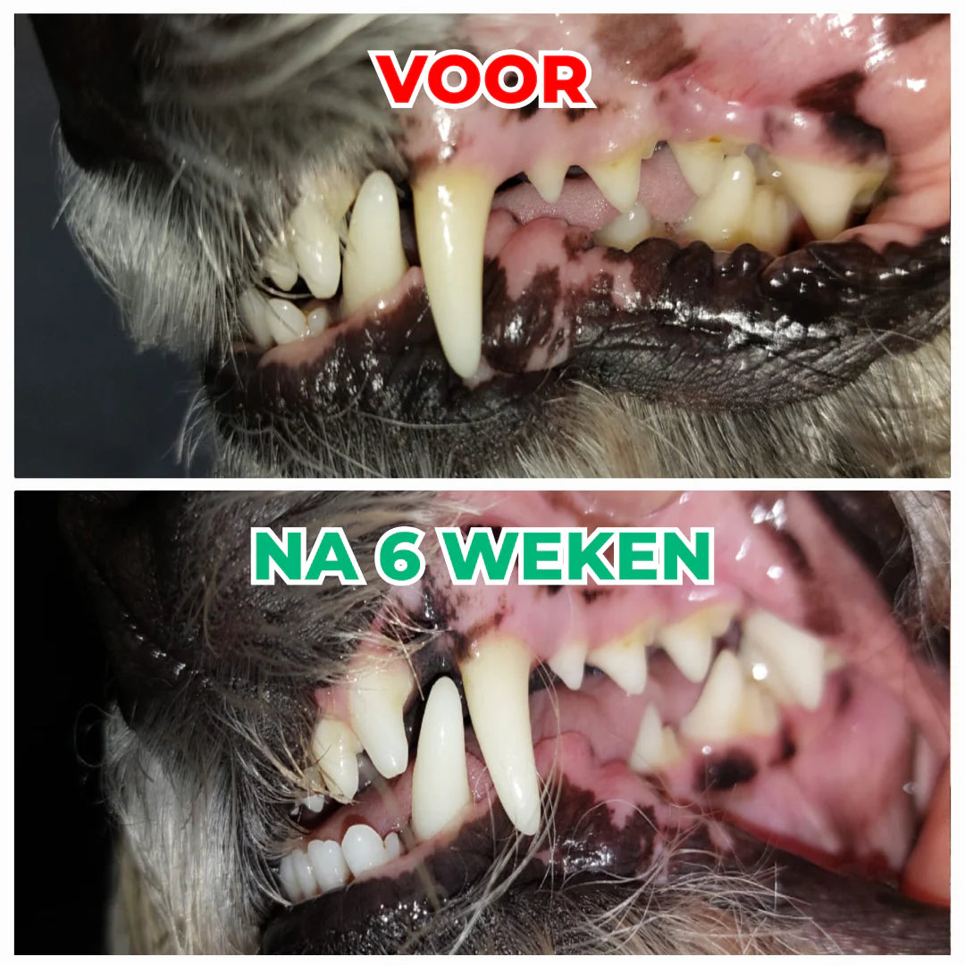 DS Dental Bright | Frisse adem & gezond gebit | 100% natuurlijk | 60 schepjes