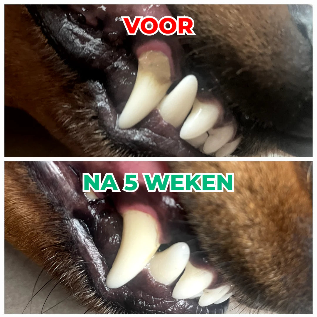 DS Dental Bright | Frisse adem & gezond gebit | 100% natuurlijk | 60 schepjes