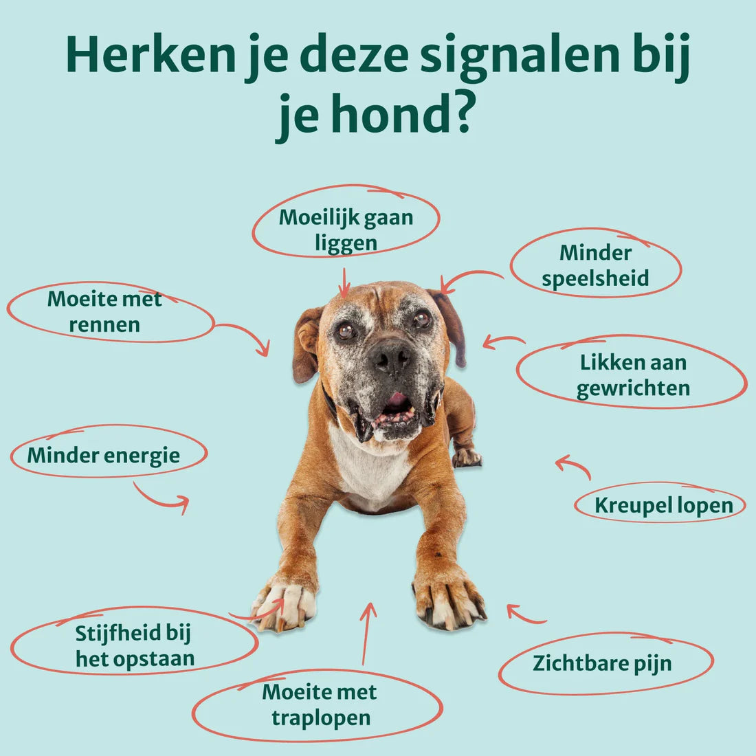 DS Heup & Gewrichten supplement | 100% natuurlijk | 60 snoepjes