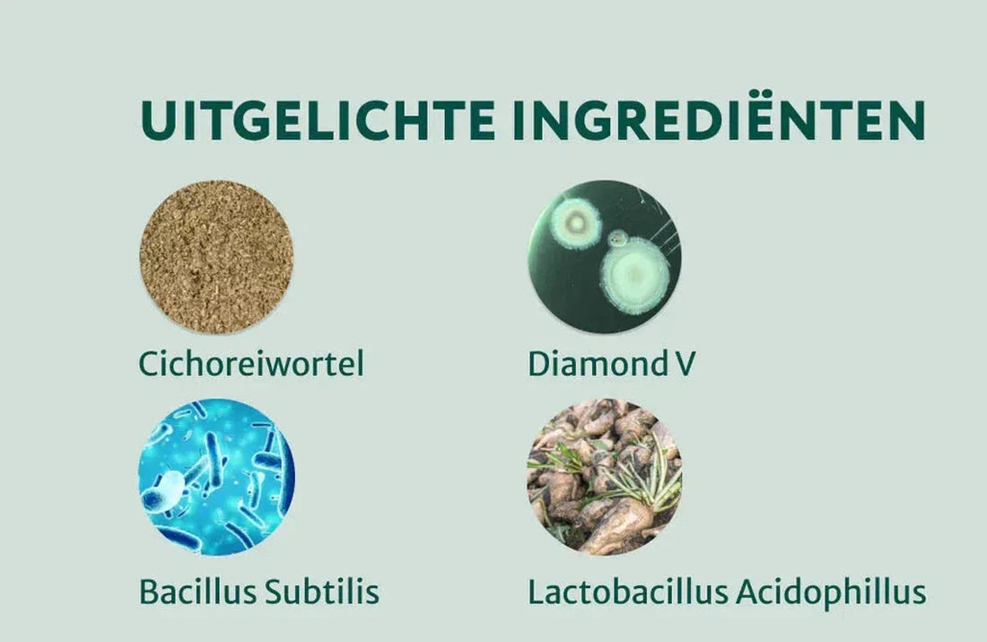 DS Probiotica Forte | Voor een optimale darmgezondheid | 60 snoepjes