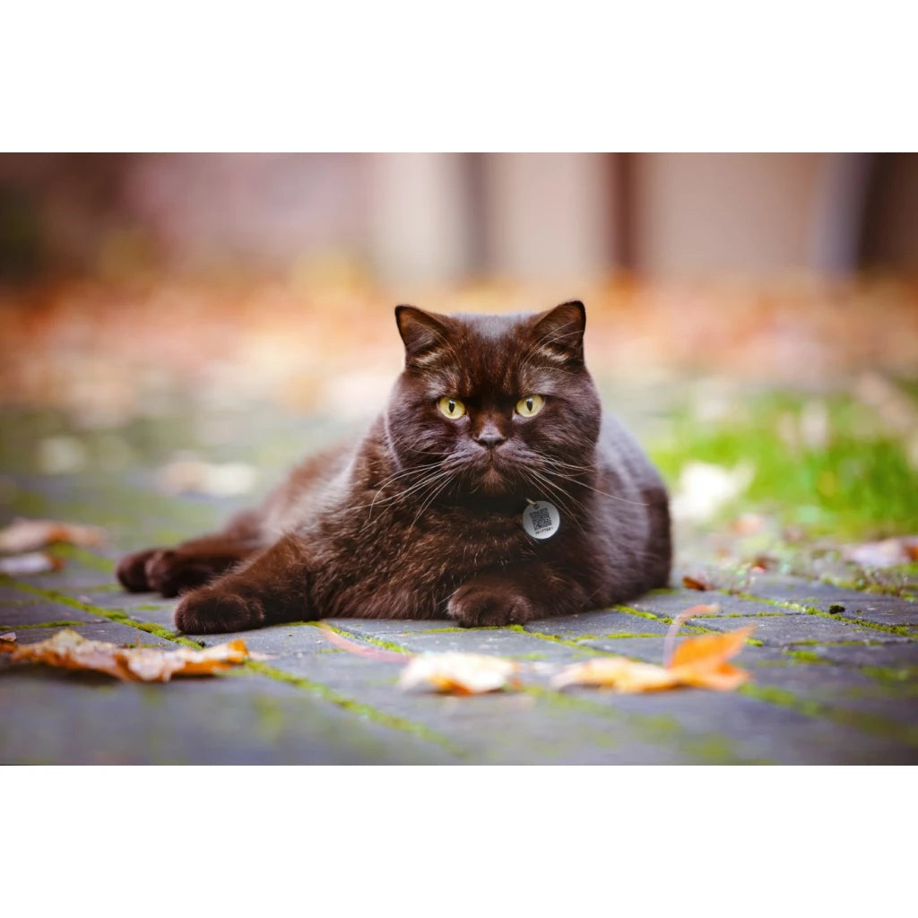Spotted! Pro tag - Hond en kat