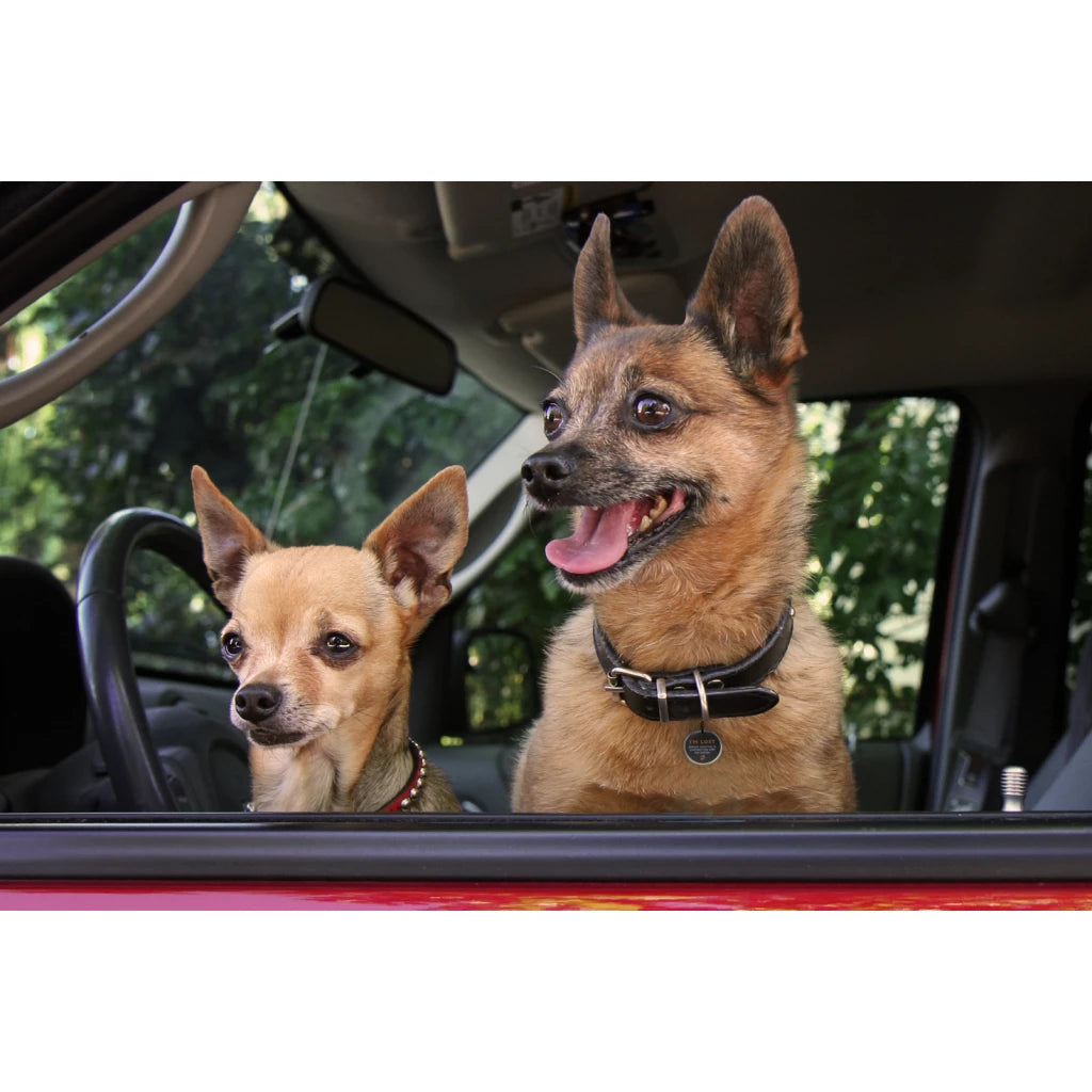 Spotted! Pro tag - Hond en kat
