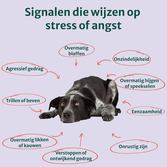 DS Anti-Stress & Angst | Bevordert rust en stressverlagend | 60 snoepjes
